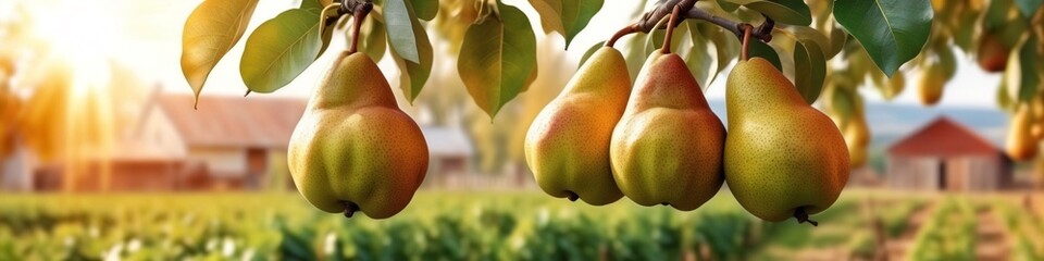 Wall Mural - The pears in the image are likely Comice pears, which are a type of European pear that is known for its sweet flavor and juicy flesh. They are also known for their long shelf life