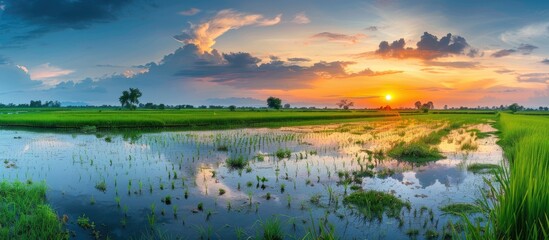 Aufkleber - Spring paddy field filled with water that mirrors the setting sun. with copy space image. Place for adding text or design