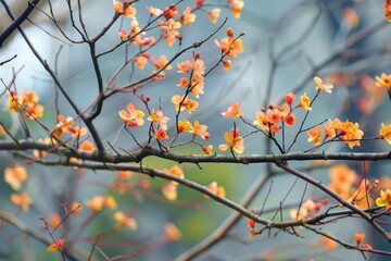 Wall Mural - Beautiful orange flowers blooming on a branch in spring, with a blurred background