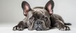 © vxnaghiyev - Gray colored French bulldog portrait in a studio lying on a white background and gazing at the camera. with copy space image. Place for adding text or design