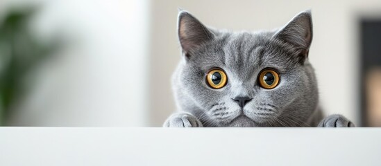 A humorous gray British breed cat looks out from behind a white table against a light background with copy space