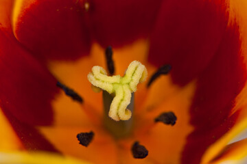 close up of a tulip