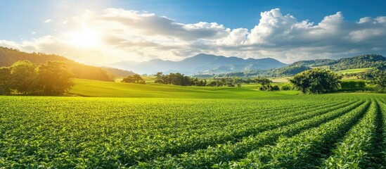 Poster - Green soybean fields in early summer and rice paddies that have been planted already. with copy space image. Place for adding text or design