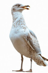 Poster - A seagull standing on a white background