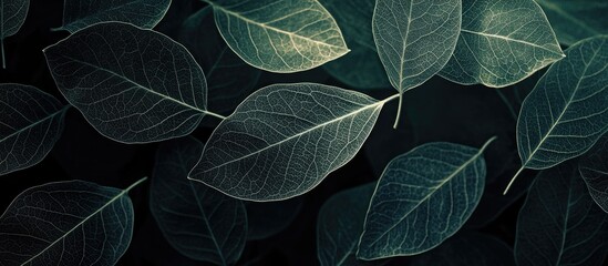 Fototapete - Stunning abstract backdrop featuring skeleton leaves. with copy space image. Place for adding text or design