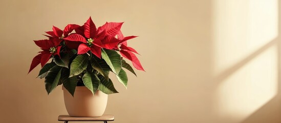 Leinwandbilder - Potted poinsettia on a stand in a decorated room with room for text Traditional Christmas flower. with copy space image. Place for adding text or design