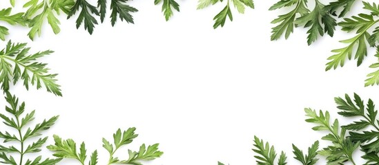 Aufkleber - Herbal frame with Artemisia absinthium absinthe absinthium wormwood leaves on a white background copyspace