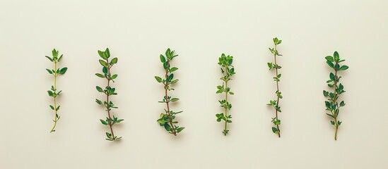 Fototapete - Fresh thyme spice isolated against a white background with copyspace for your text Top view Flat lay arrangement