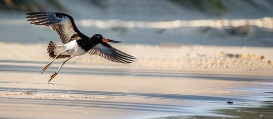 Aufkleber - Oystercatcher with wings extended while on a beach. with copy space image. Place for adding text or design