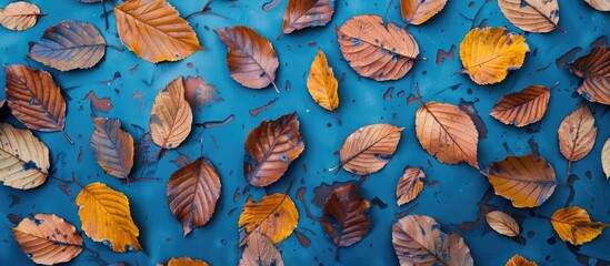 Poster - Dry autumn leaves on a light blue background arranged in a flat lay Area for text. with copy space image. Place for adding text or design