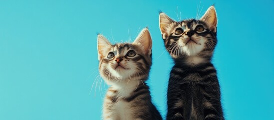 Poster - Two cats against a blue sky. with copy space image. Place for adding text or design