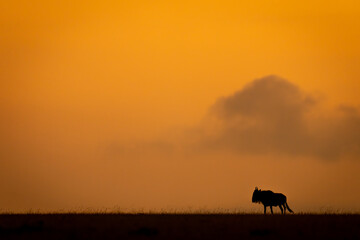 Canvas Print - Blue wildebeest on sunset horizon stands silhouetted