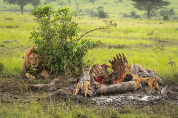 Canvas Print - Black-backed jackals on hippo carcase by lion