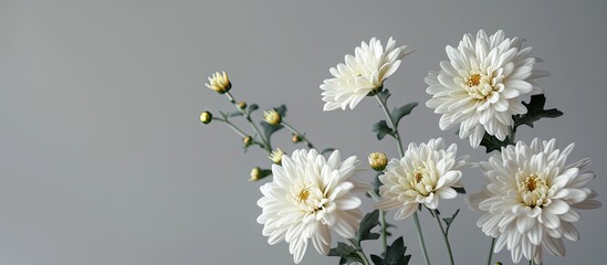 Wall Mural - Chrysanthemum flowers positioned tastefully against a grey backdrop ideal for adding text or graphics in the copy space image