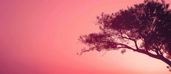 Wall Mural - A beautiful tropical tree silhouette on a pink sunset sky background in summer with ample copy space image