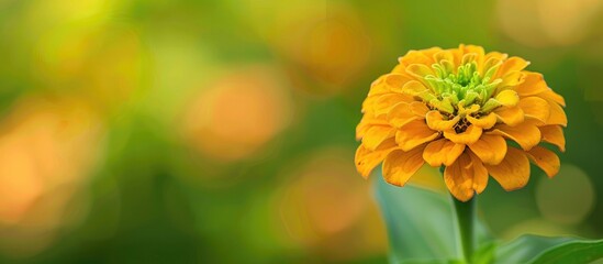 Canvas Print - Vibrant zinnia blooms in a vivid canary yellow perfect for adding a burst of color to your design projects with this cheerful copy space image