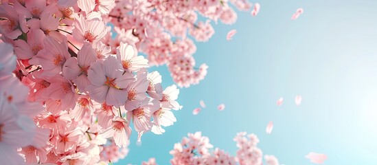 Wall Mural - Gorgeous cherry blossom against a clear blue sky with copy space image