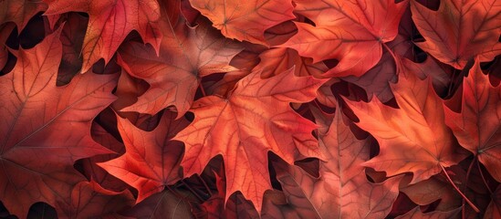 Canvas Print - Take captivating close up photos of vibrant autumn maple leaves Showcase the intricate beauty of nature with this perfect option for fall projects or decorations featuring copy space image