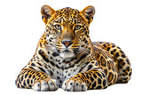 Leopard png