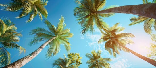 Poster - Low angle view of tropical coconut palm trees against a clear blue sky ideal for a copy space image