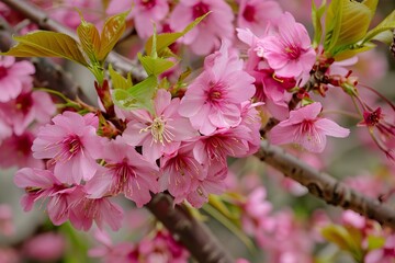Wall Mural - Beautiful pink cherry blossom flowers growing on a branch in the springtime