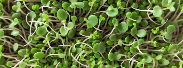 Juicy sprouts of microgreens close-up. Microgreens grown from germinated radish seeds at home. Vegan and healthy food concept. Minimalistic design, textured background.