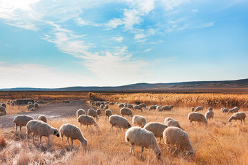 Fototapete - Herd of sheep grazing in a hill at Dramatic sunset sky 