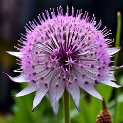 Canvas Print - close up of a flower