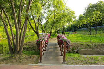 Wall Mural - Daechi-dong, Gangnam-gu, Seoul, South Korea - May 26, 2022: Summer view of wood bridge with pink petunia flowers on flowerpot and weeping willow near Yangjaecheon Stream