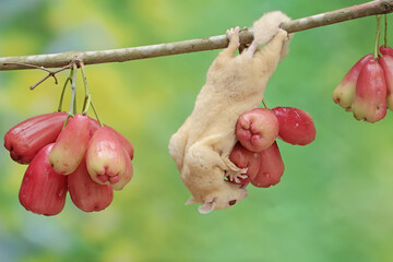 Wall Mural - An adult sugar glider is eating ripe water apples on a tree. This mammal has the scientific name Petaurus breviceps.