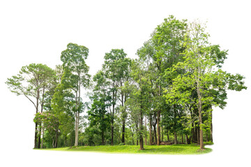 Wall Mural - orest of trees with a white background