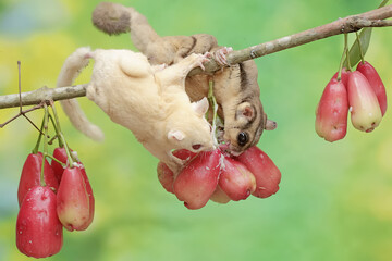 Wall Mural - A pair of adult sugar gliders are eating ripe water apples on a tree. This mammal has the scientific name Petaurus breviceps.