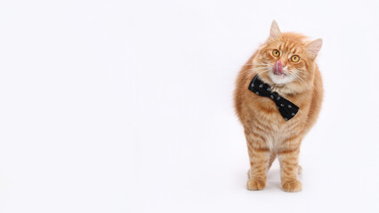 Wall Mural - Hungry Cat licks its lips. White background studio shot of feline. Domestic kitten looking up. Close-up portrait of Cat  with a dark bow tie on white. Indoor cat on light  background. Copy space. 