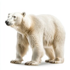 Poster - An isolated polar bear standing on a transparent background