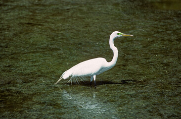 Wall Mural - Grande Aigrette,. Ardea alba, Great Egret