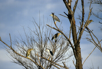 Bihoreau gris, Héron bihoreau,.Nycticorax nycticorax, Black crowned Night Heron