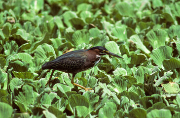 Wall Mural - Héron vert,.Butorides virescens, Green Heron