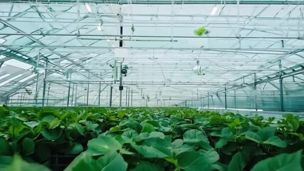 Poster - Lush green plants thrive in a bright greenhouse, showcasing modern agricultural practices and optimal growth conditions.