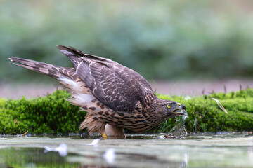 Canvas Print - Juvenile Northern Goshawk (accipiter gentilis) taking a bath and drinking in a pond in the forest in the South of the Netherlands