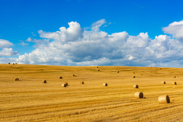 Harvested bales of straw in field at sunny summer day.