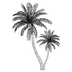 Hand drawing palm tree vector, icon