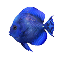 Vibrant blue tropical fish isolated on black background.