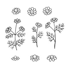 Wall Mural - Set of chamomile. Hand drawn vector illustration in outline style.