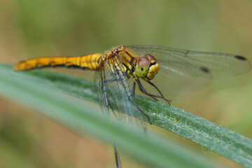 Wall Mural - Closeup on a European female Ruddy Darter dragonfly, Sympetrum sanguineum perched on a grass-blade