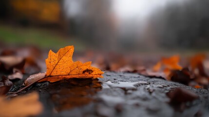 Wall Mural -  A leaf floats atop a forest puddle, grass and trees comprising the background