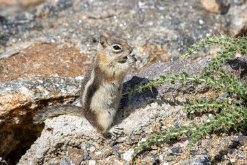 a golden-mantled ground squirrel sitting on rocks, eating in the rocky mountain national park in col