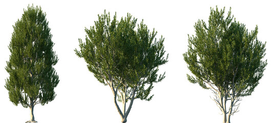 Wall Mural - set of 3 laurus nobilis (bay tree, bay laurel, sweet bay, true laurel, grecian laurel) frontal set s