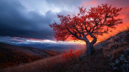 Wall Mural -  A red-leafed tree crowns a hill during sunset Clouds scatter the sky