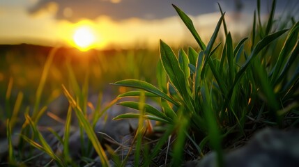 Wall Mural -  A grassy field with sunset background and scattered clouds above