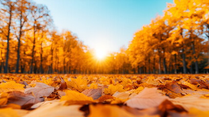 Wall Mural - Golden Autumn Leaves Background with Sun Flare for Your Design Projects